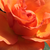 Pomarańczowy - Róża wielkokwiatowa - Hybrid Tea - Ariel